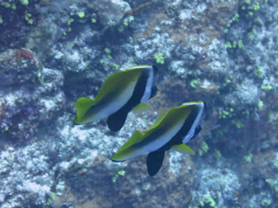 palau298.jpg