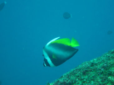 similan130.jpg