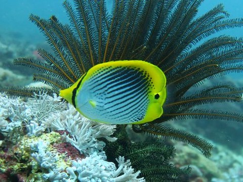 SpotTailButterflyfish