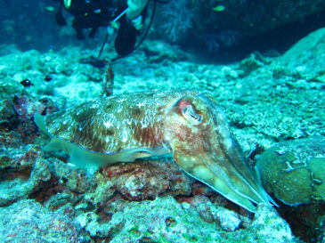 similan136.jpg
