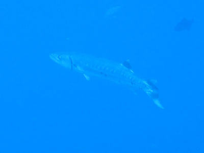 similan233.jpg