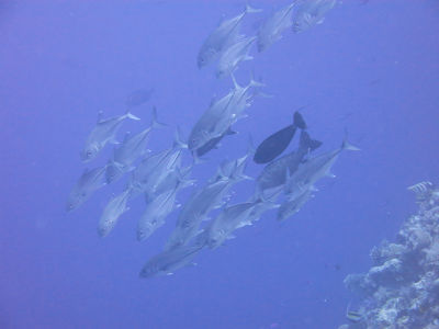 palau278.jpg