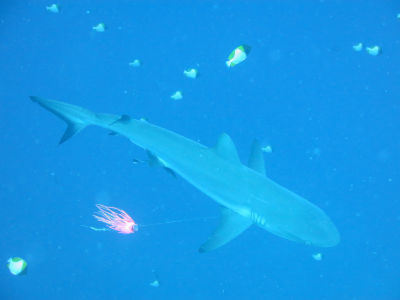 palau251.jpg