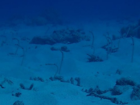okinawa1531
