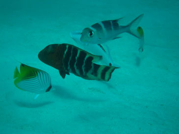palau121.jpg