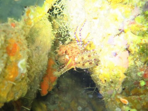 anilao228