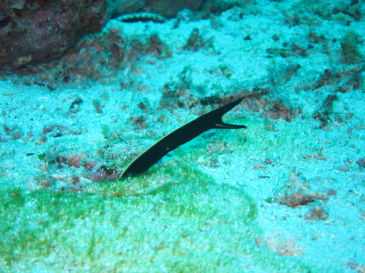 okinawa817.jpg