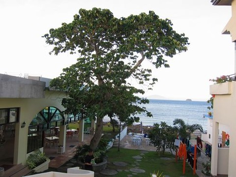 anilao217