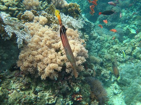 anilao233