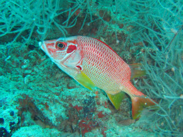 maldives4C7.jpg