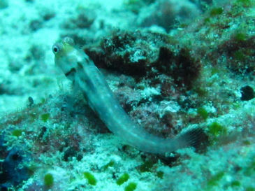 maldives4C8.jpg