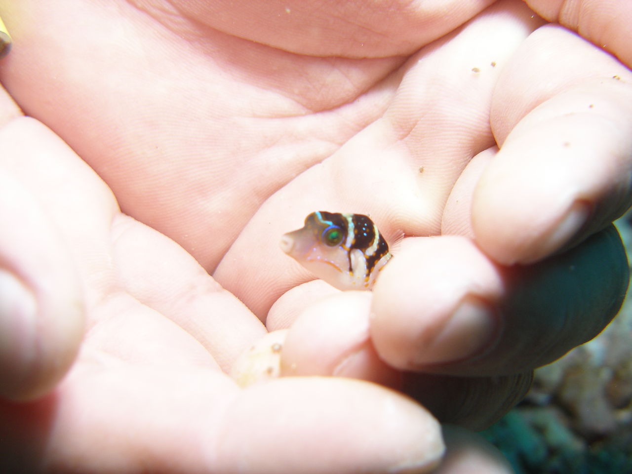 シマキンチャクフグの幼魚 Diving好き なmomoのphotoalbum