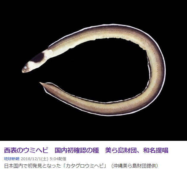 まるでビーム砲のようなウミヘビの吐き出す空気 横浜のダイビングショップ セブンのブログ Diary Of Seven 7