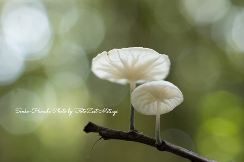 ホウライタケの仲間20170913-DSC_0371