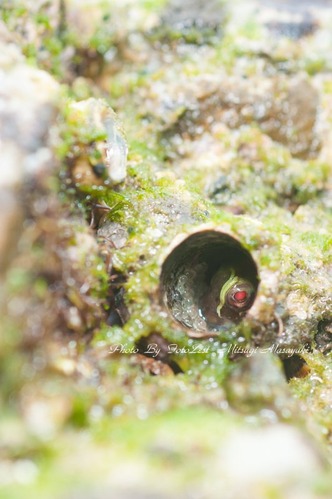 20170626-DSC_0580