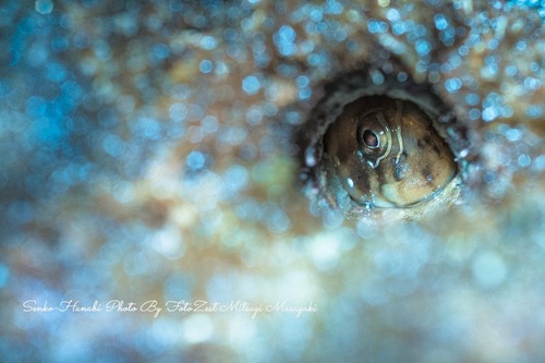 _DSC4293-1