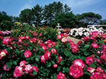 rosegarden