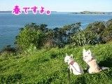 tc1_search_naver_jp