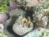 2013_01150318s