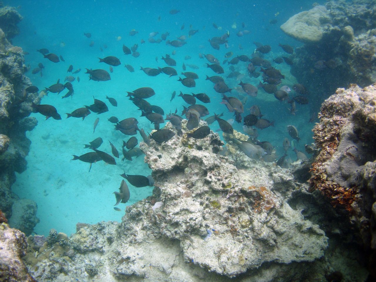 山城海岸 No2 偵察 僕とダイビングfrom沖縄