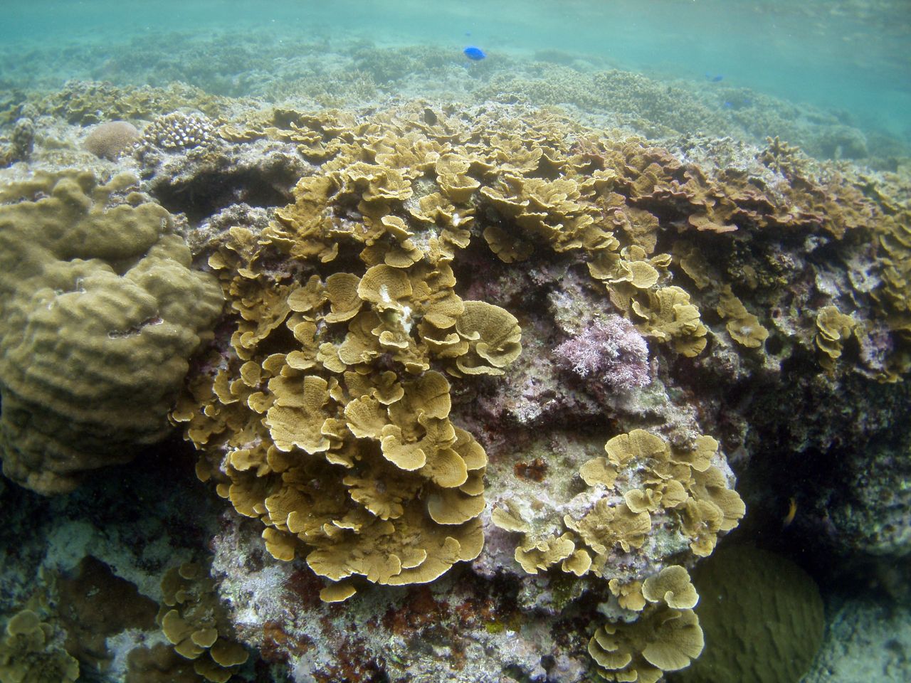 山城海岸 No2 偵察 僕とダイビングfrom沖縄