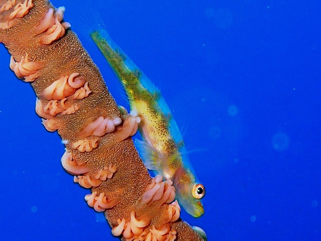 ガラスハゼとムチカラマツ ダイビングと海と景色の写真集 ガラスハゼとムチカラマツ ダイビングと海と景色の写真集
