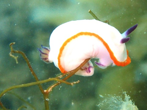 P5110089