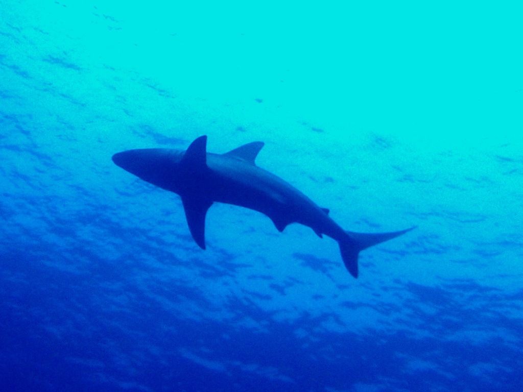 カマストガリザメ ダイビングと海と景色の写真集 カマストガリザメ ダイビングと海と景色の写真集