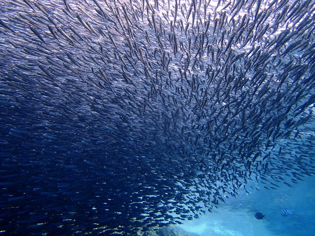 イワシの群れ ダイビングと海と景色の写真集