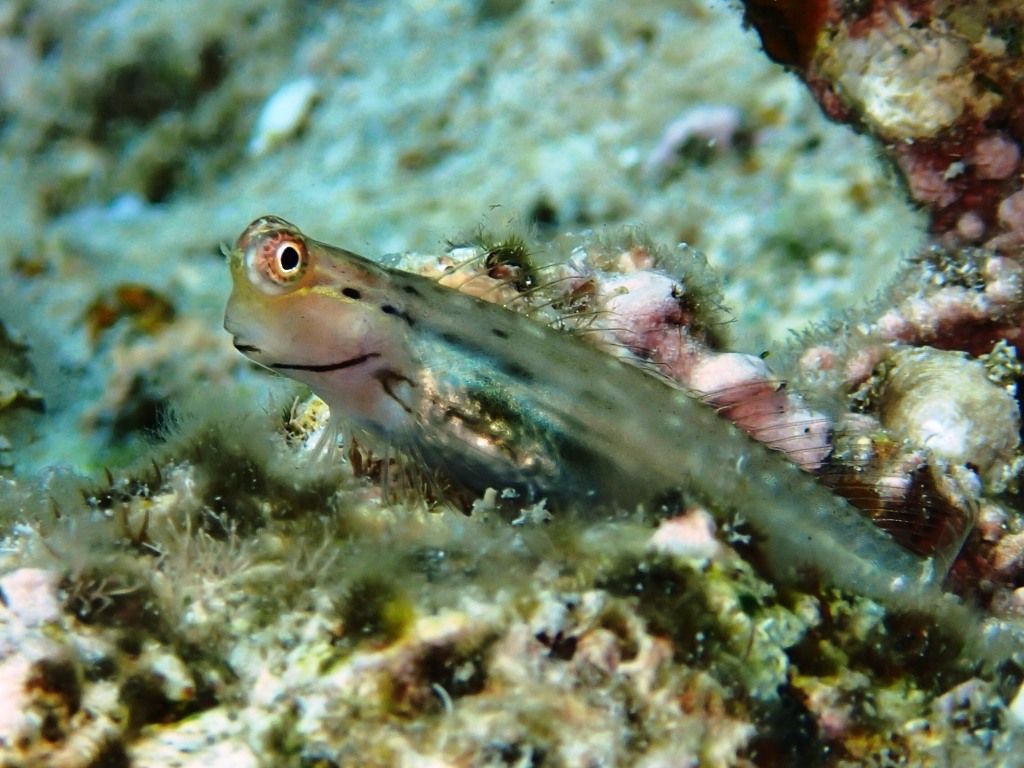 イシガキカエルウオ ダイビングと海と景色の写真集 イシガキカエルウオ ダイビングと海と景色の写真集