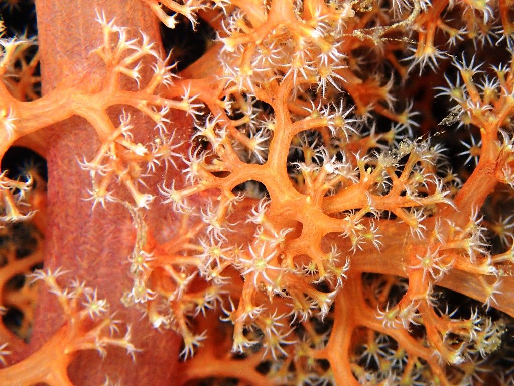 ウミトサカの花 ダイビングと海と景色の写真集