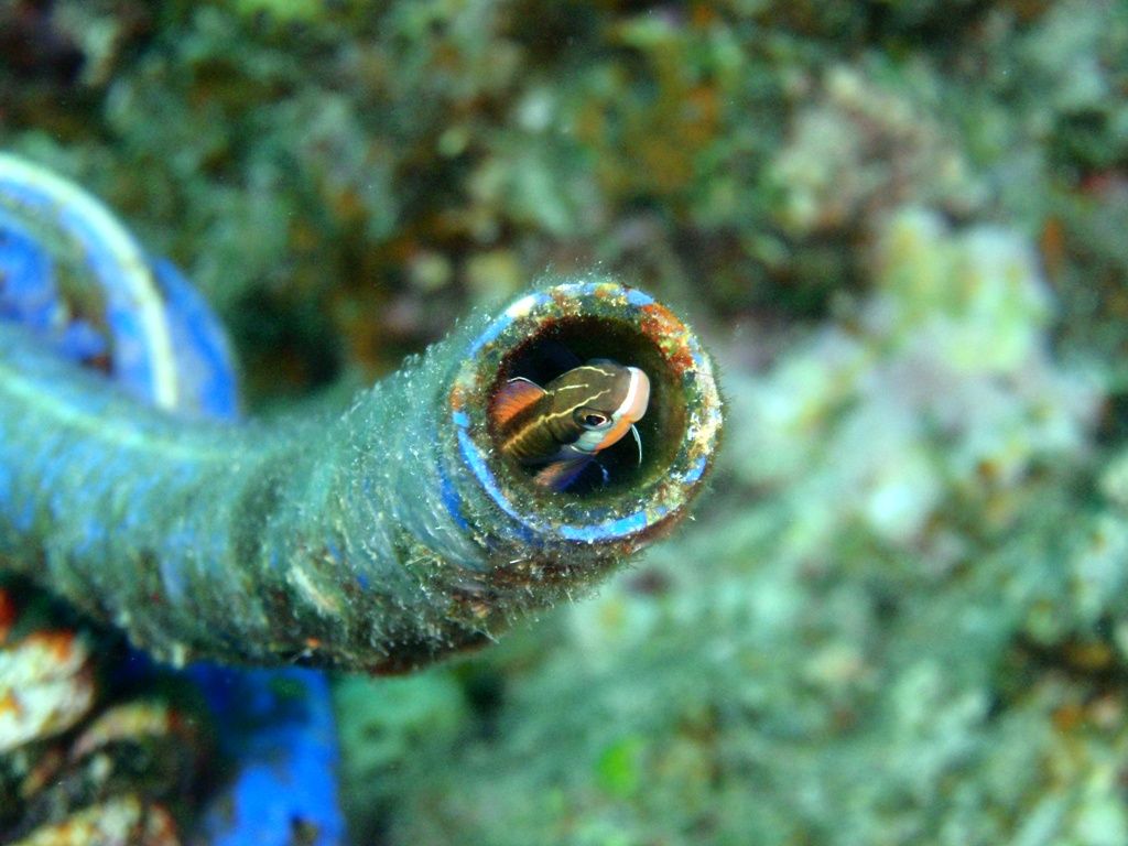 テンクロスジギンポ ダイビングと海と景色の写真集