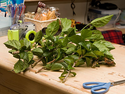 20090724hana05.jpg