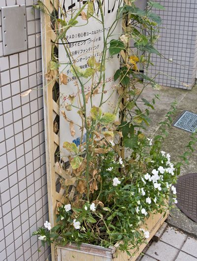 20090628hana01.jpg