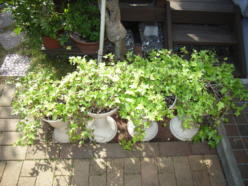 アイビー ヘデラ の植え替え もーさんのdiy アイビー ヘデラ の植え替え もーさんのdiy