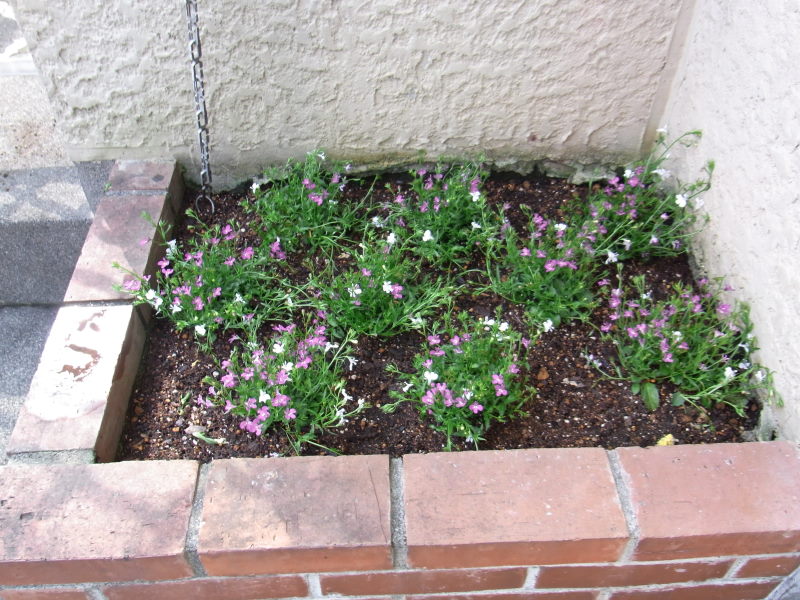 門前の花壇の植え替え パンジーからアズーロ コンパクト もーさんのdiy