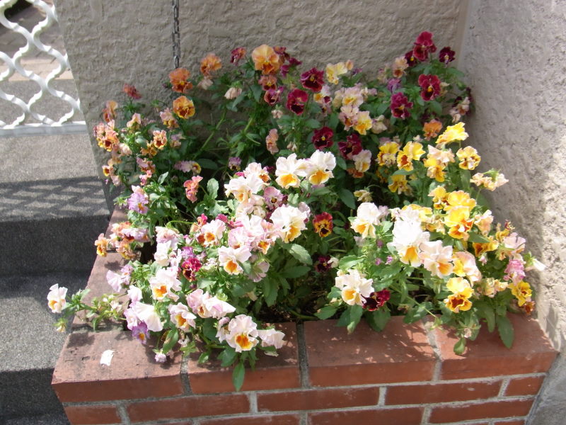 門前の花壇の植え替え パンジーからアズーロ コンパクト もーさんのdiy
