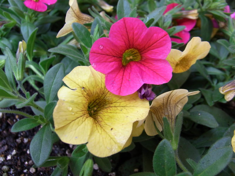 玄関前の樽プランターの植え替え シクラメンからミリオンベル もーさんのdiy