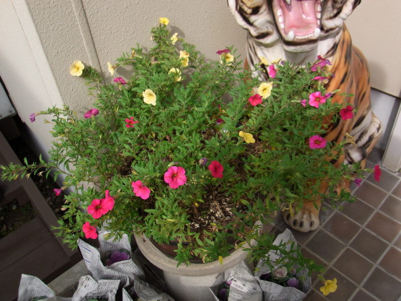 玄関前のプランターの植え替え もーさんのdiy