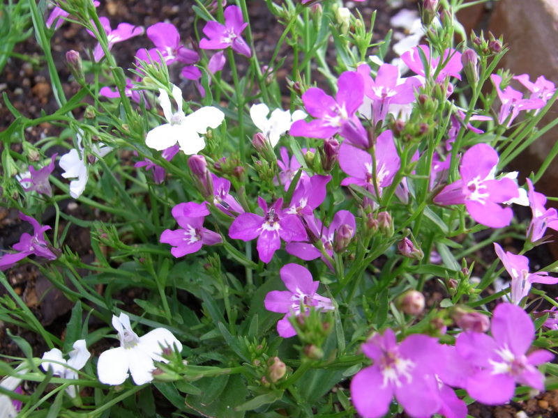門前の花壇の植え替え パンジーからアズーロ コンパクト もーさんのdiy