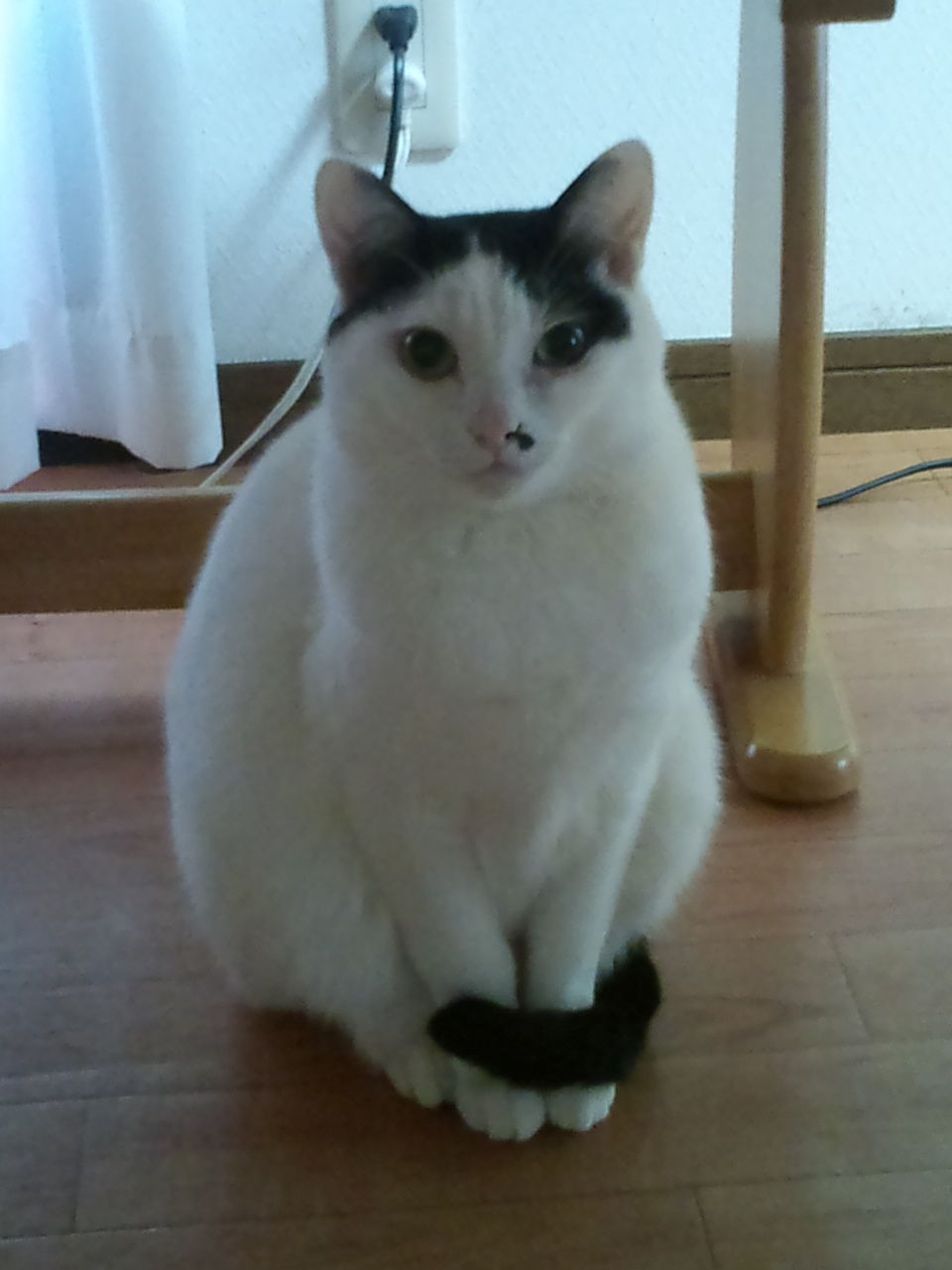 おっさんの日常 我が家のペットたち ダッド パパ のdiy Usedブログ