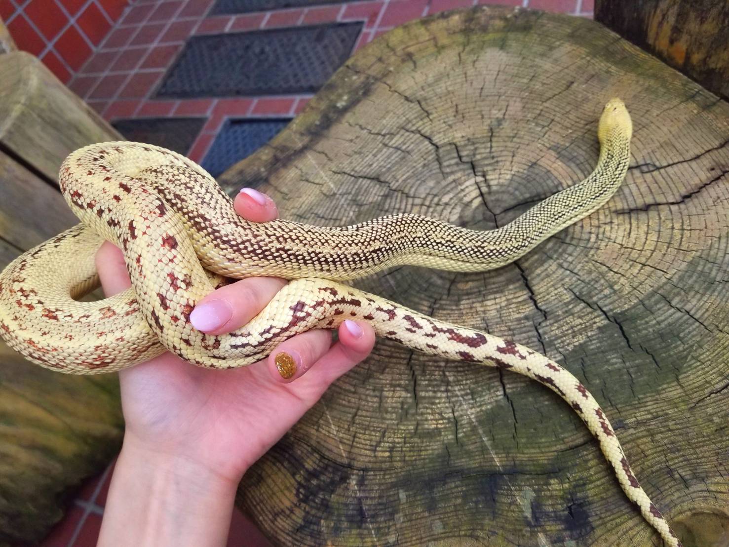 なんてったって大型 爬虫類専門店dizzy Point