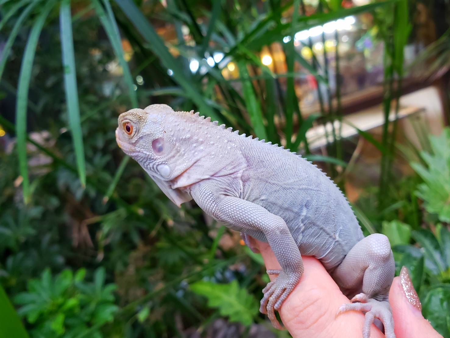 いぐあな サイイグアナ [爬虫類・両生類] All About