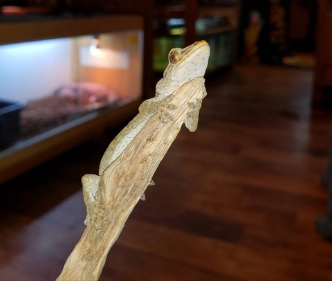 ヤモリ