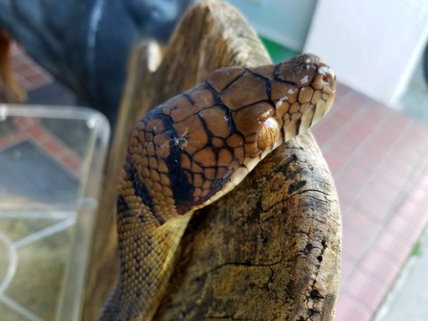 オノマトペ