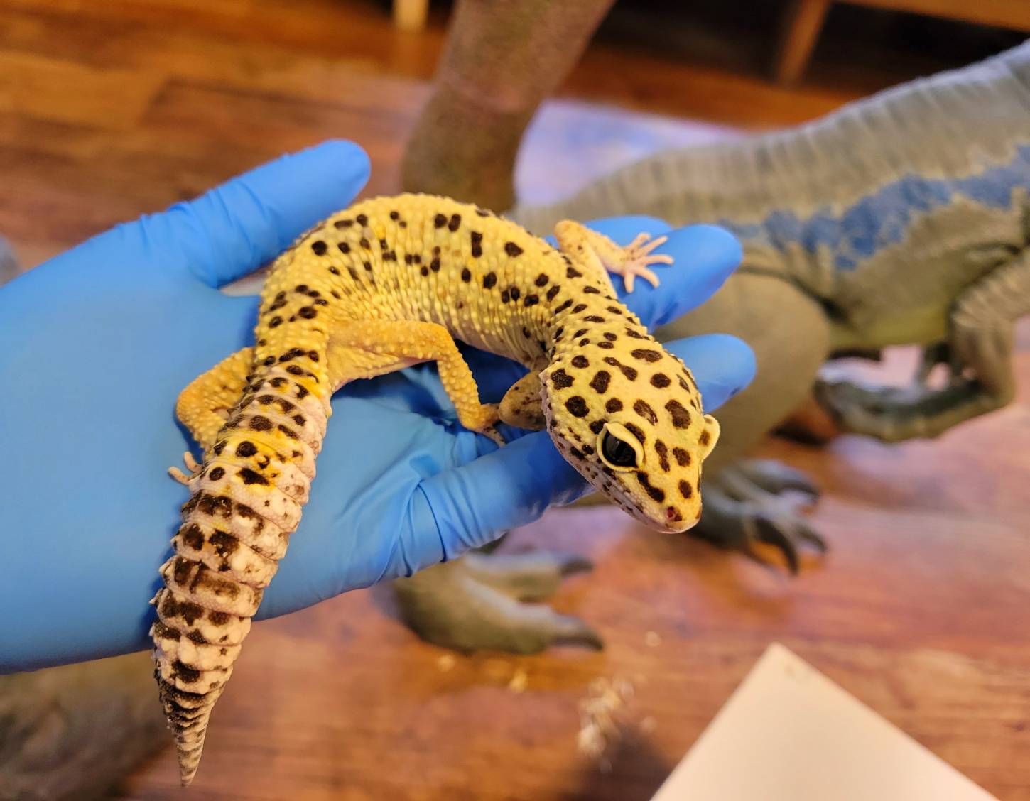 火)はレオパ大特価販売決定！！！！！ : 爬虫類専門店DIZZY POINT