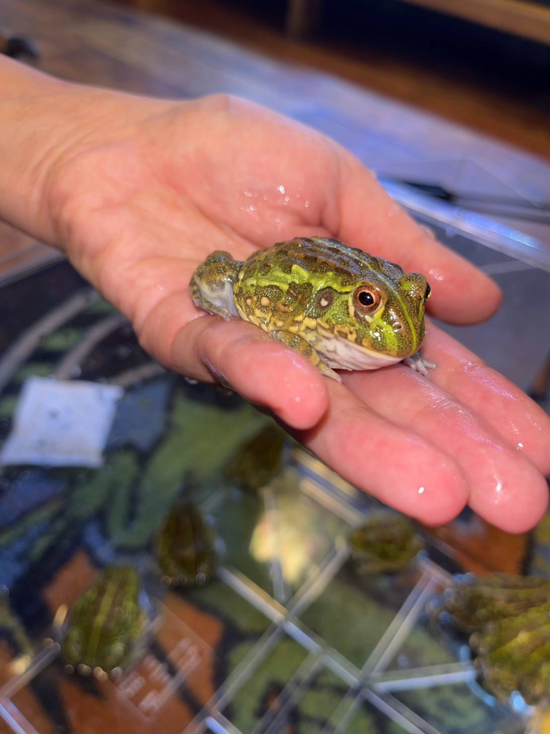 アメフクラガエル : 爬虫類専門店DIZZY POINT