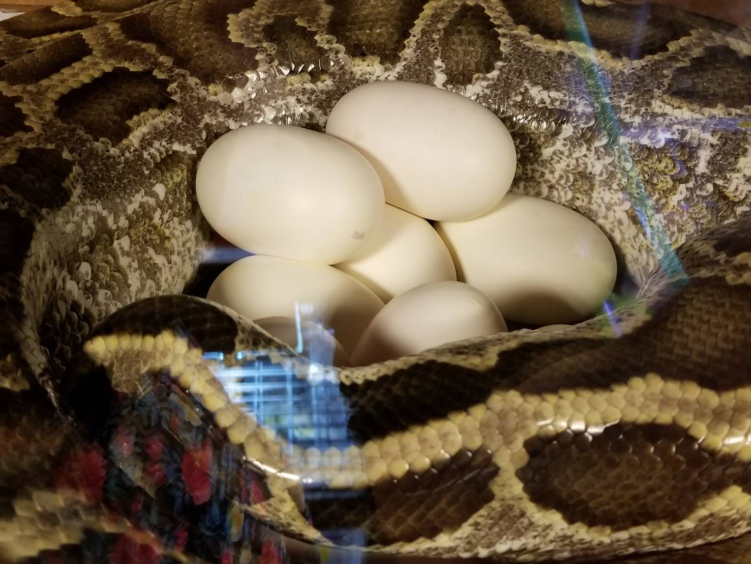 白蛇伝説 : 爬虫類専門店DIZZY POINT