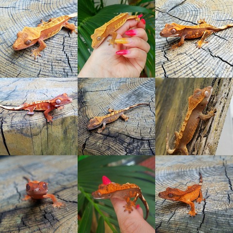 IMG_20170725_132234_887