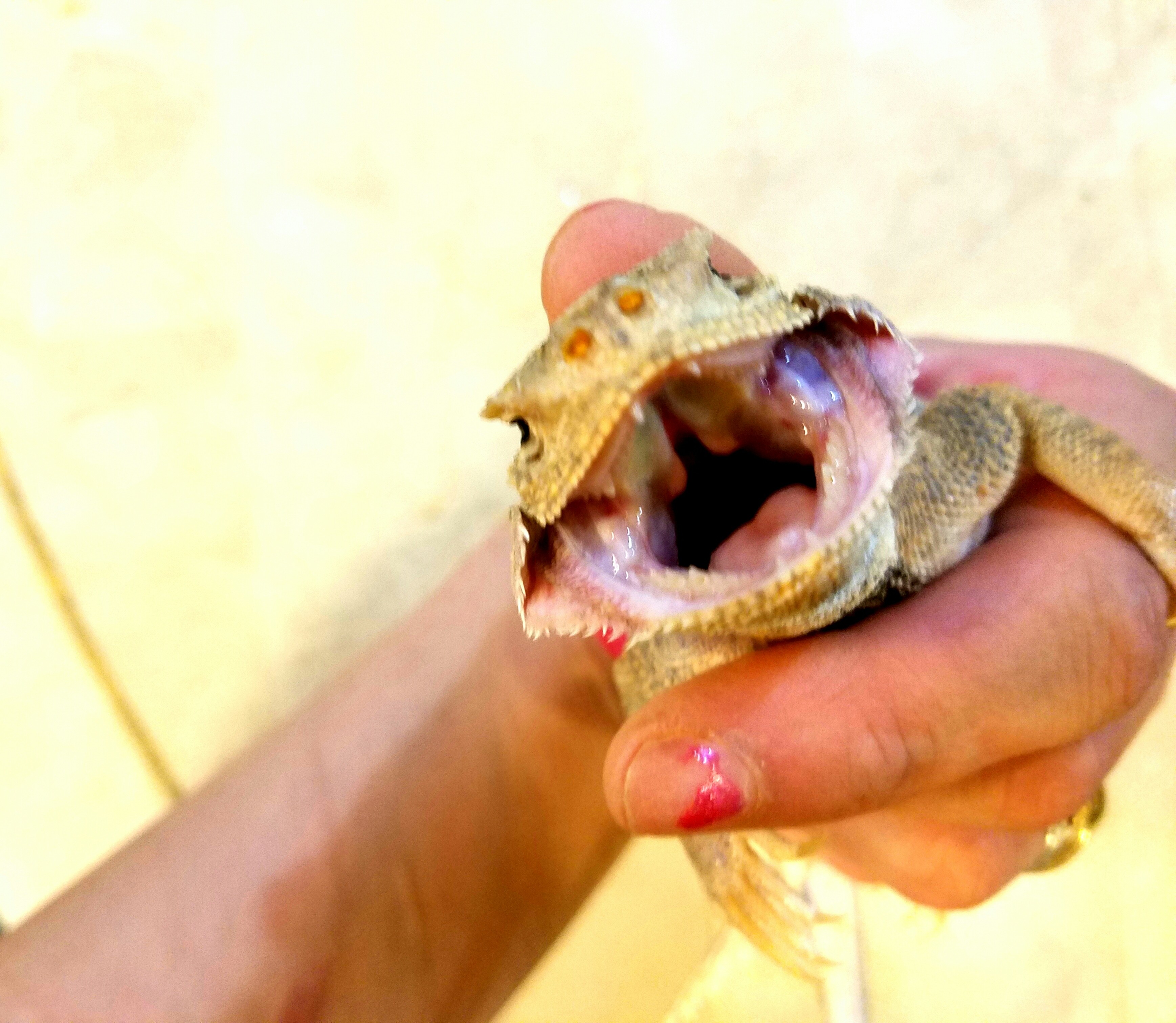 え アガマ 爬虫類専門店dizzy Point